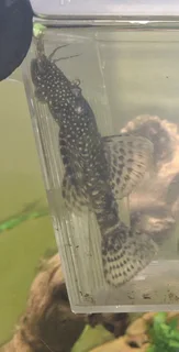 7cm Bristlenose Ancistrus