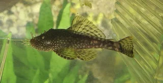 7cm Bristlenose Ancistrus