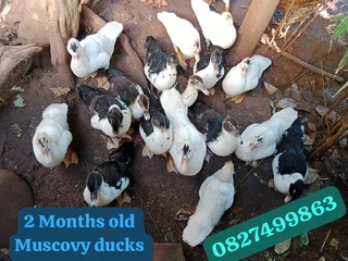 Muscovy ducks