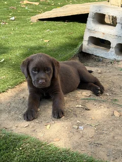 Chocolate labrador