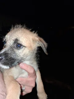 2 puppies 2 months old needing home