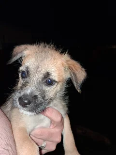 2 puppies 2 months old needing home