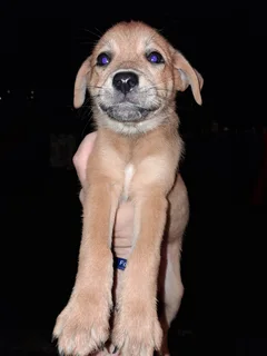 2 puppies 2 months old needing home