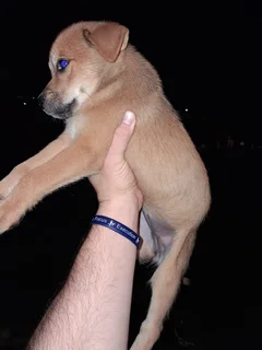 2 puppies 2 months old needing home