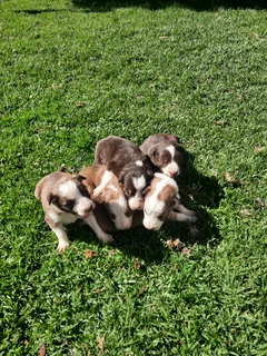 Dogs - Ad posted by Marquerite Becker