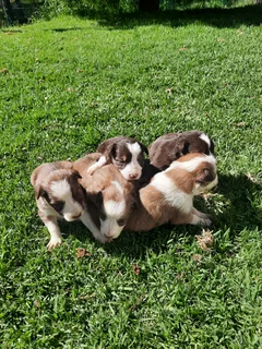 Border collie puppies