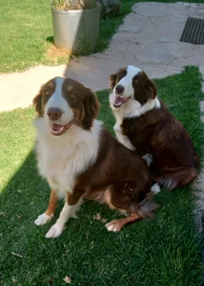Border collie puppies