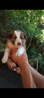 Purebred red border collies