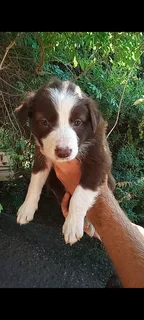 Purebred red border collies