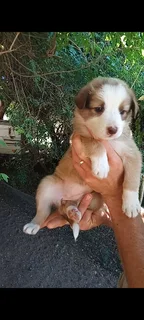 Purebred red border collies