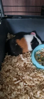 Guinea pig for free