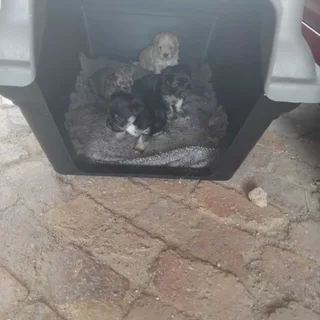 Yorkie mix pekingese puppies for sale