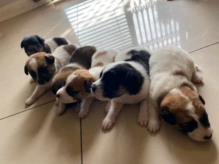 Short leg jack russell pups