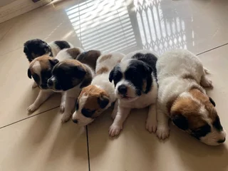 Short leg jack russell pups