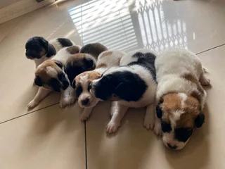 Short leg jack russell pups