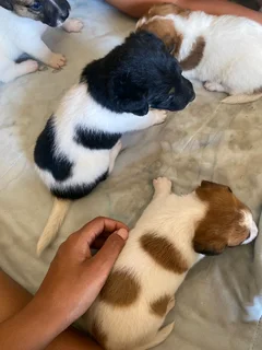 Jack Russell pups