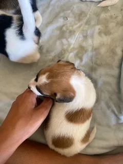 Jack Russell pups