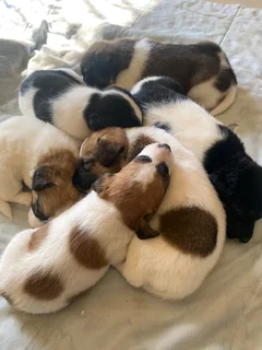 Jack Russell pups