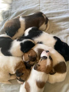 Jack Russell pups