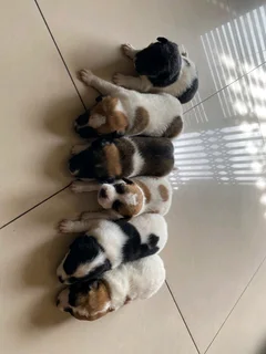 Jack Russell pups