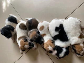 Jack Russell pups