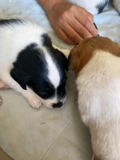 Jack Russell Puppies