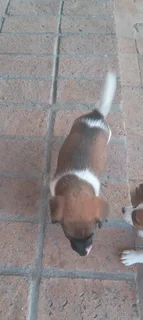 Jack russell puppies