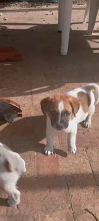 Jack russell puppies