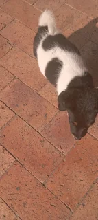 Jack russell puppies