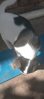 Jack russell puppies