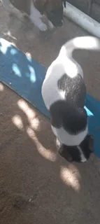 Jack russell puppies