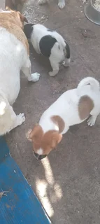 Jack russell puppies
