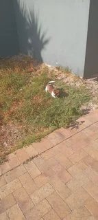 Jack russell puppies