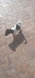 Jack russell puppies