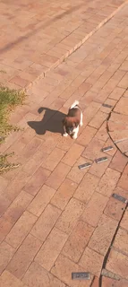 Male jack russell pups