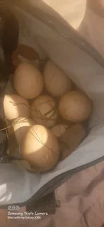 Peacock 連 eggs