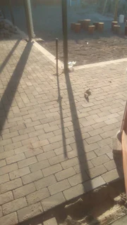 Builder and plasterer urgently looking for job