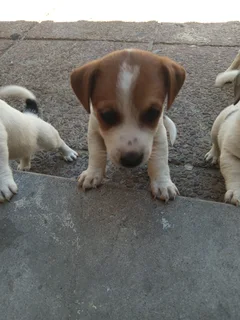 Jack Russell Puppies