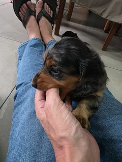 Dachshund puppy