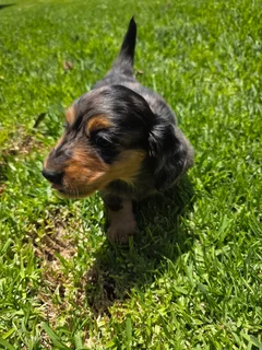 Dachshund puppy