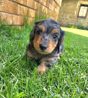 Dachshund puppy