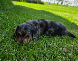 Dachshund puppy