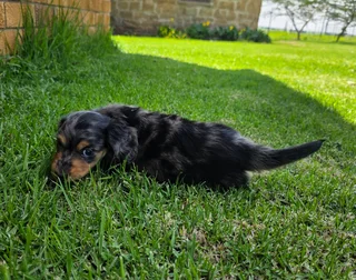 Dachshund puppy