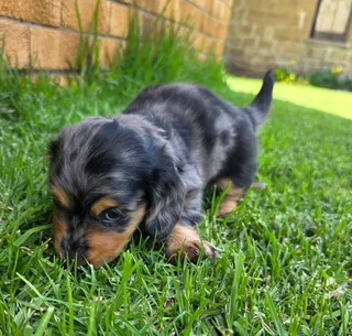Dachshund puppy