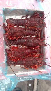 Fresh or freshly frozen Whole Crayfish, Crayfish Tails and Prawns