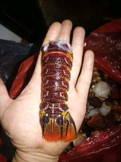 Fresh or freshly frozen Whole Crayfish, Crayfish Tails and Prawns