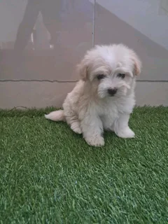 Maltipoo puppies