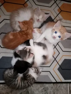 7 Adorable and Loving kitties (R350)