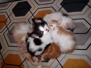 7 Adorable and Loving kitties (R350)