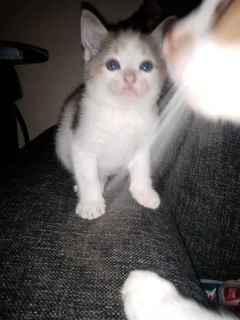 7 Adorable and Loving kitties (R350)